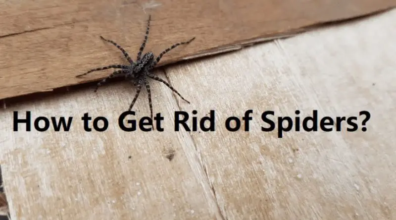 how-to-get-rid-of-spiders-800x444-2 How to Get Rid of Spiders