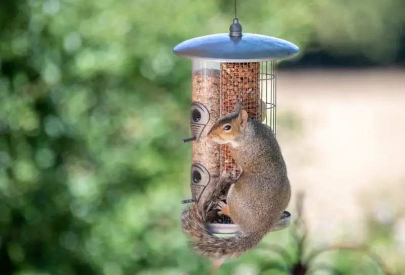 how-to-keep-squirrels-out-of-bird-feeder-800x544-2 How to Keep Squirrels Out of Bird Feeder