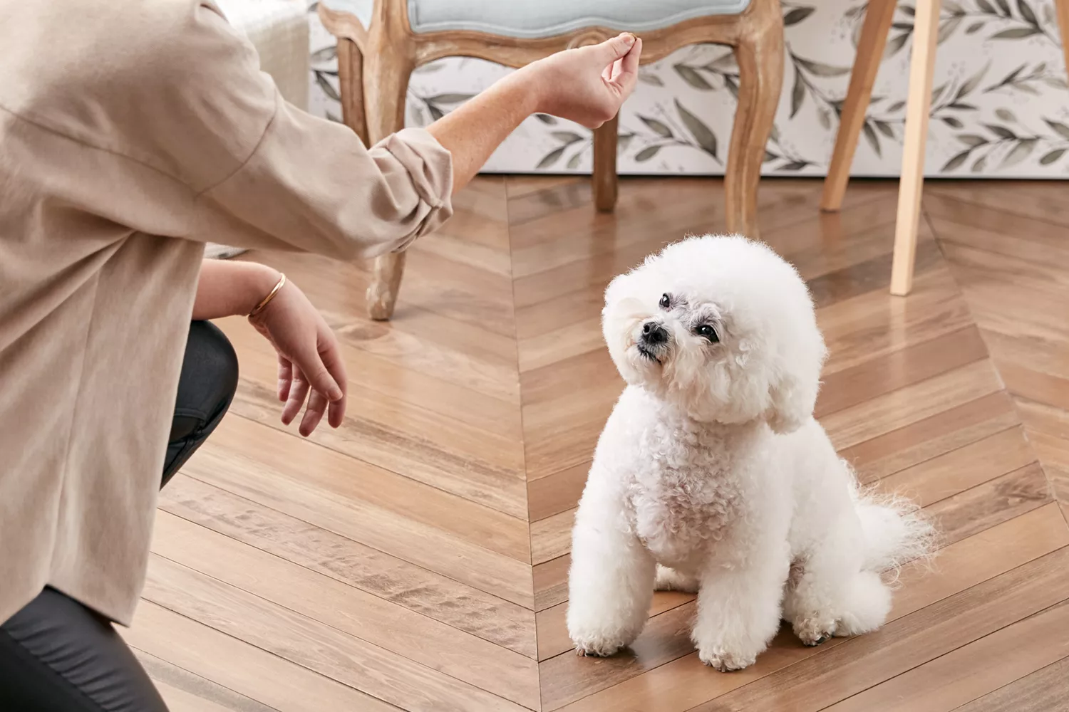 Training a Bichon Frise to sit