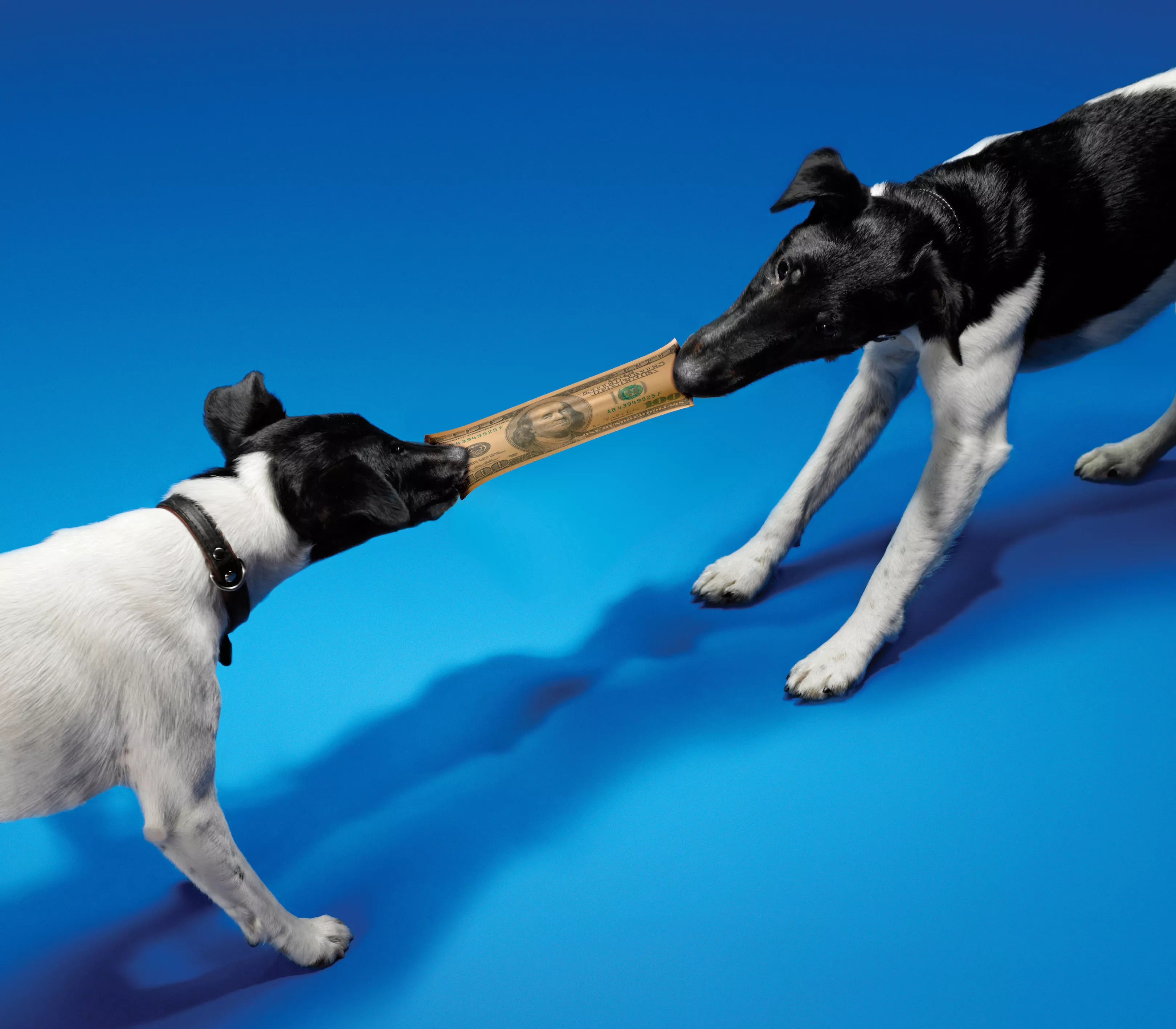 two dogs play tug of war over money