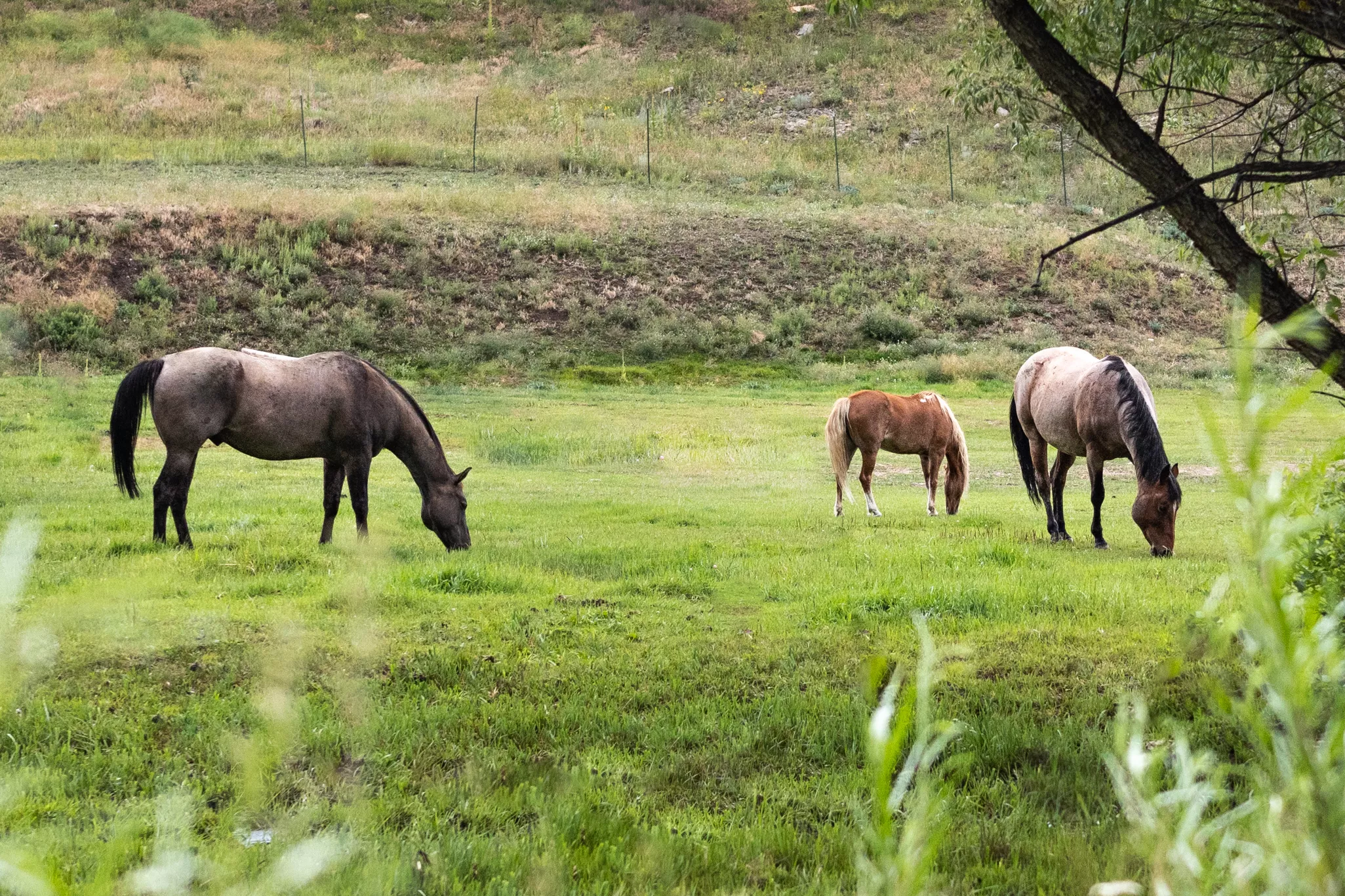 Three horses eating outside from a fenced-in grass pasture