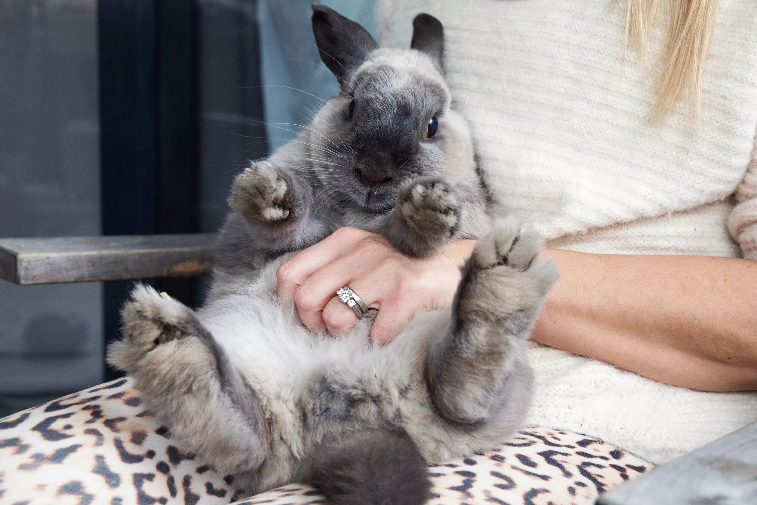 Gray and black rabbit being rubbed on its stomach