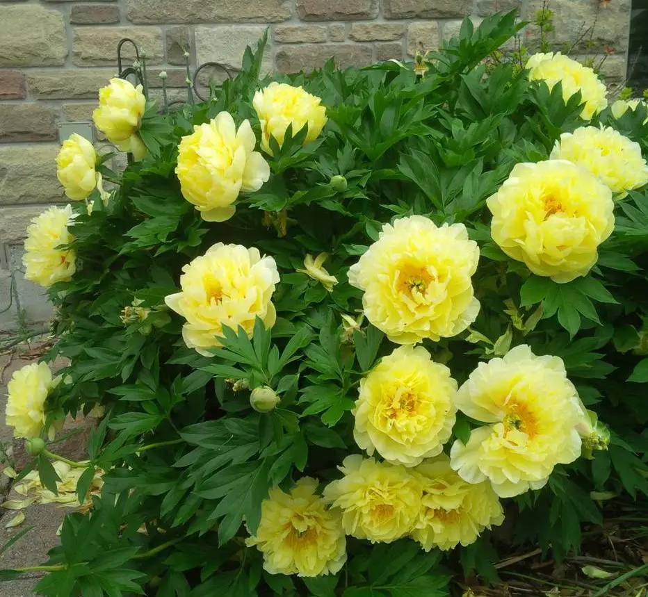 itoh-peony Yellow Peonies