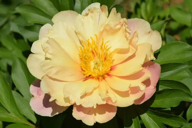 joanna-marlene-800x533-1 Yellow Peonies
