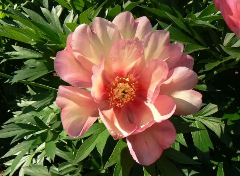 julia-rose-800x587-1 Yellow Peonies