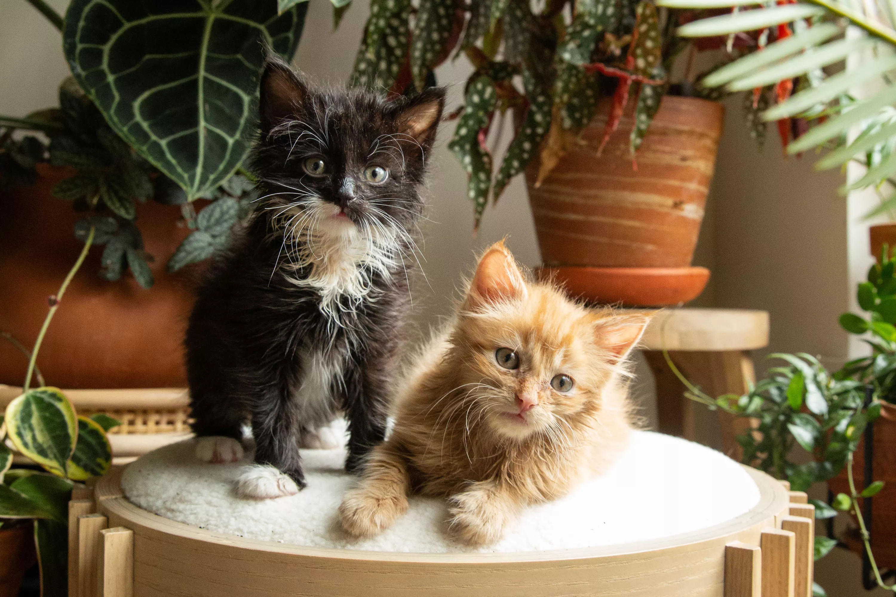 Black and tan kittens standing on cushioned seat next to houseplants