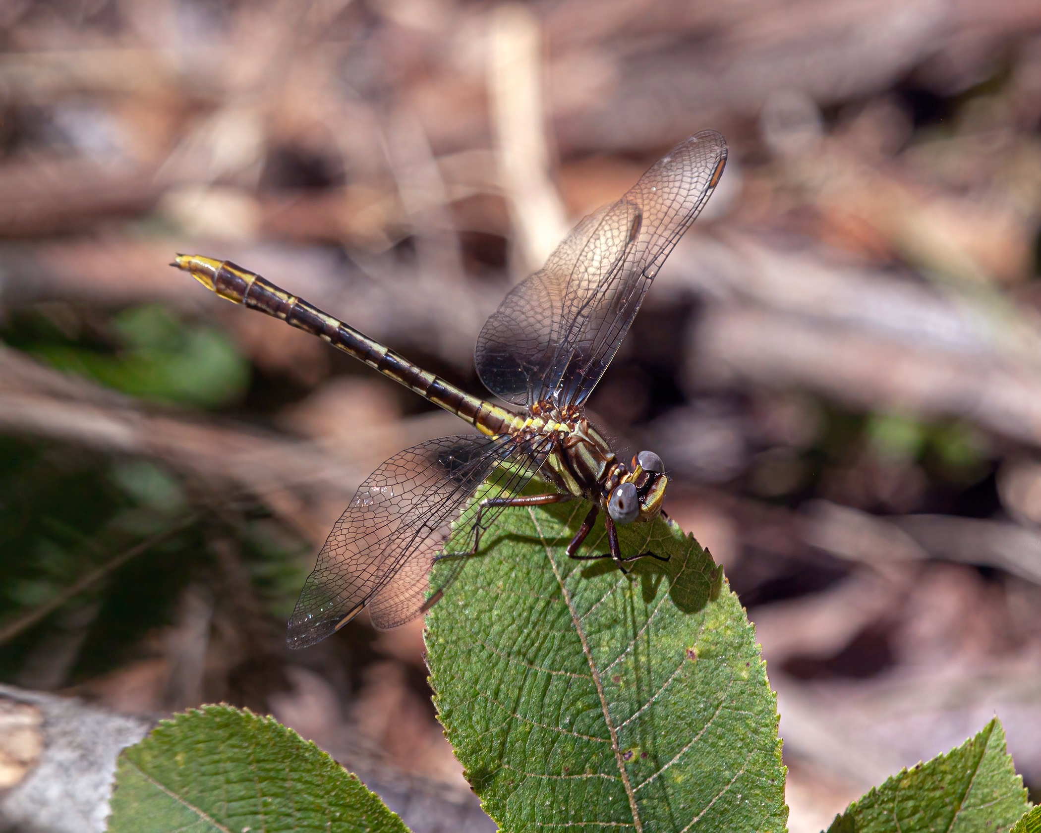 Dragonflies in Ohio