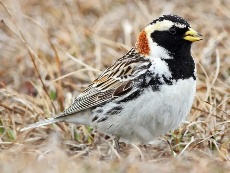 lapland-longspur-800x600-1 Sparrows in Texas