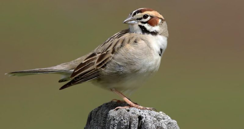 lark-sparrow-chondestes-grammacus-800x423-1 Sparrows in Texas