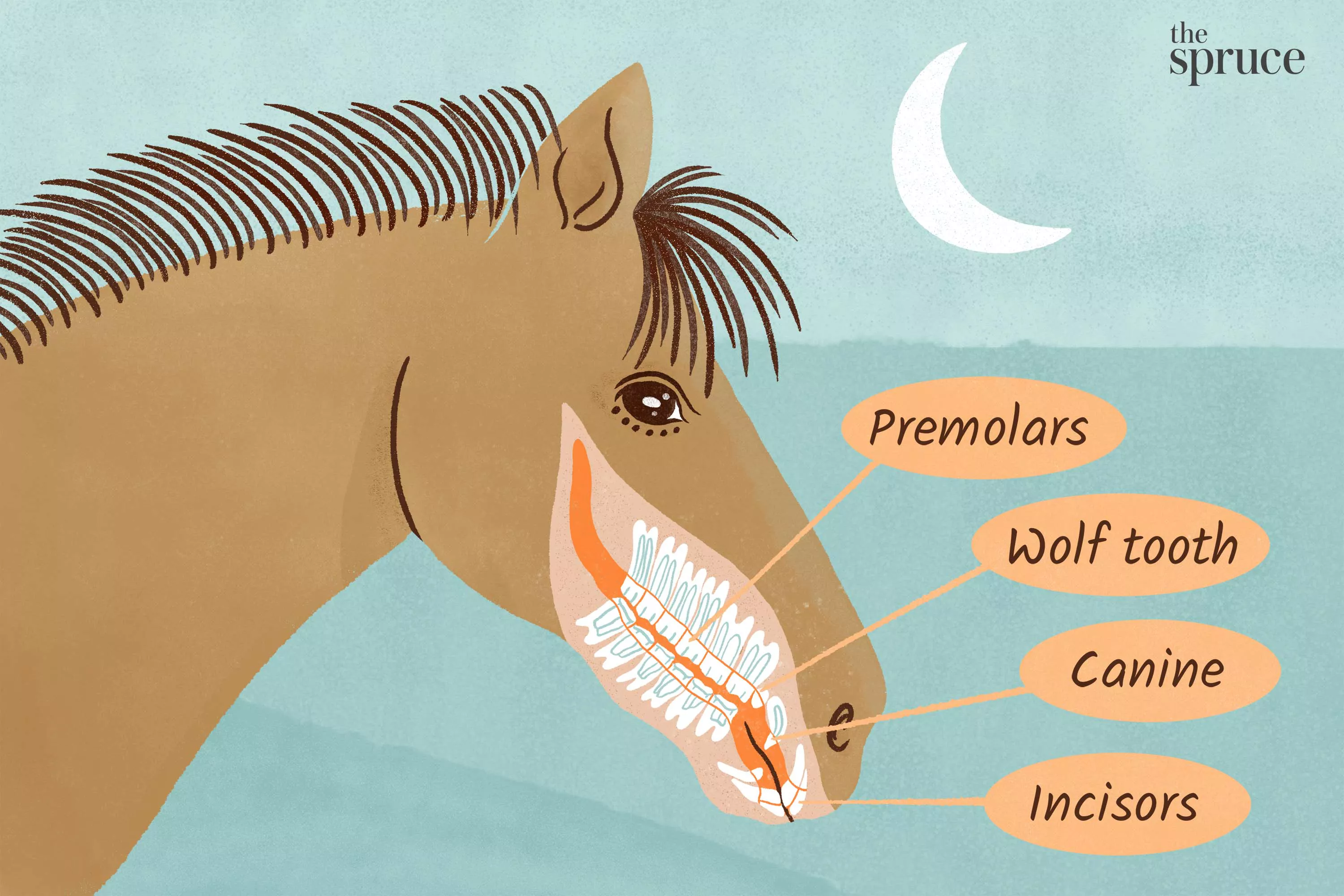 Learn About Your Horse's Teeth