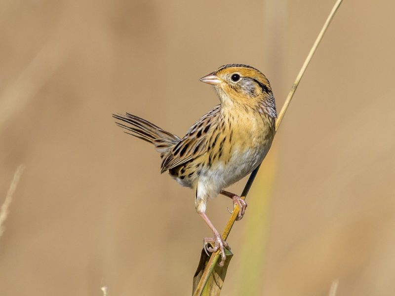 lecontes-sparrow-ammospiza-leconteii-800x600-1 Sparrows in Texas