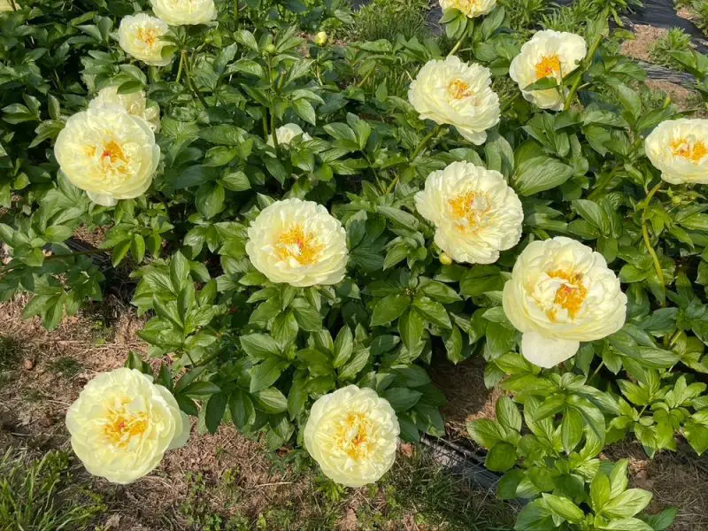 lemon-chiffon-800x600-1 Yellow Peonies