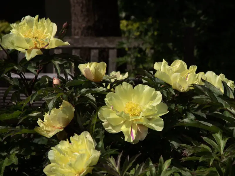 lemon-dream-800x600-1 Yellow Peonies