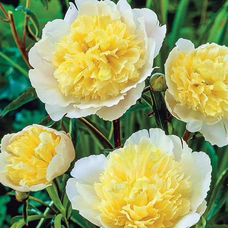 lemon-meringue Yellow Peonies