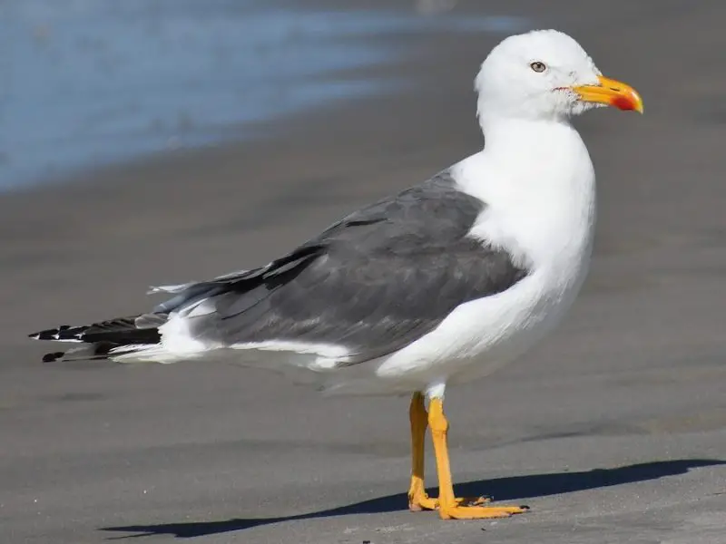 Gulls in Colorado