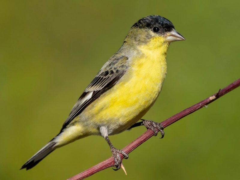 lesser-goldfinch-spinus-psaltria-800x600-1-1 Blackbirds in Arizona