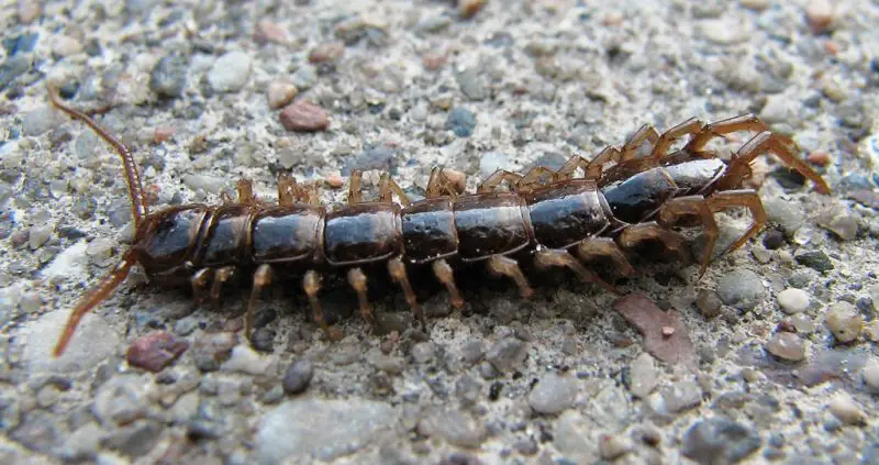 lethobius-sp Centipedes in Hawaii