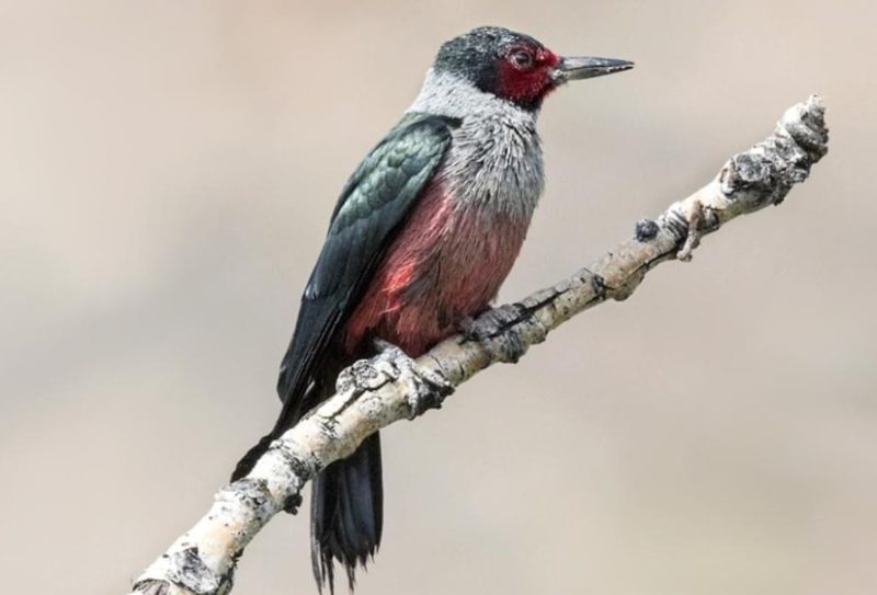Woodpeckers in Montana