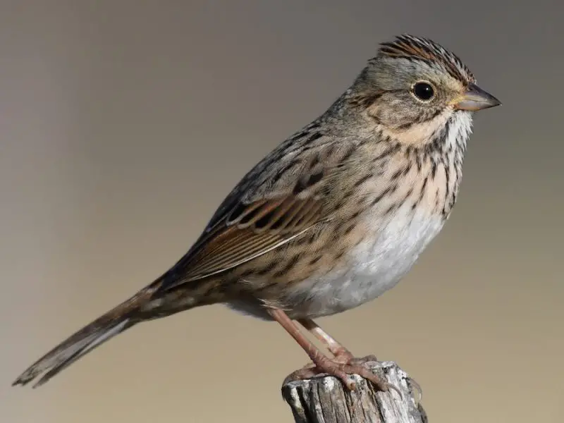 lincolns-sparrow-melospiza-lincolnii-800x600-1 Sparrows in Texas