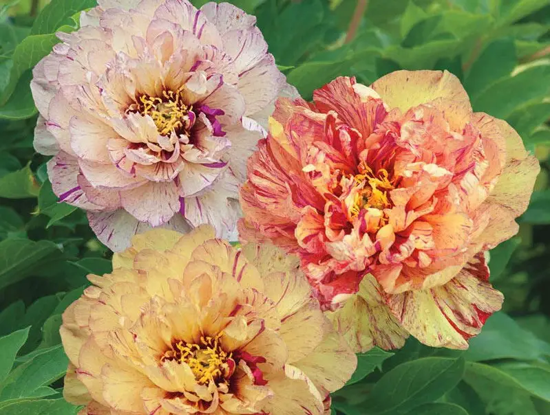 lollipop-itoh Yellow Peonies