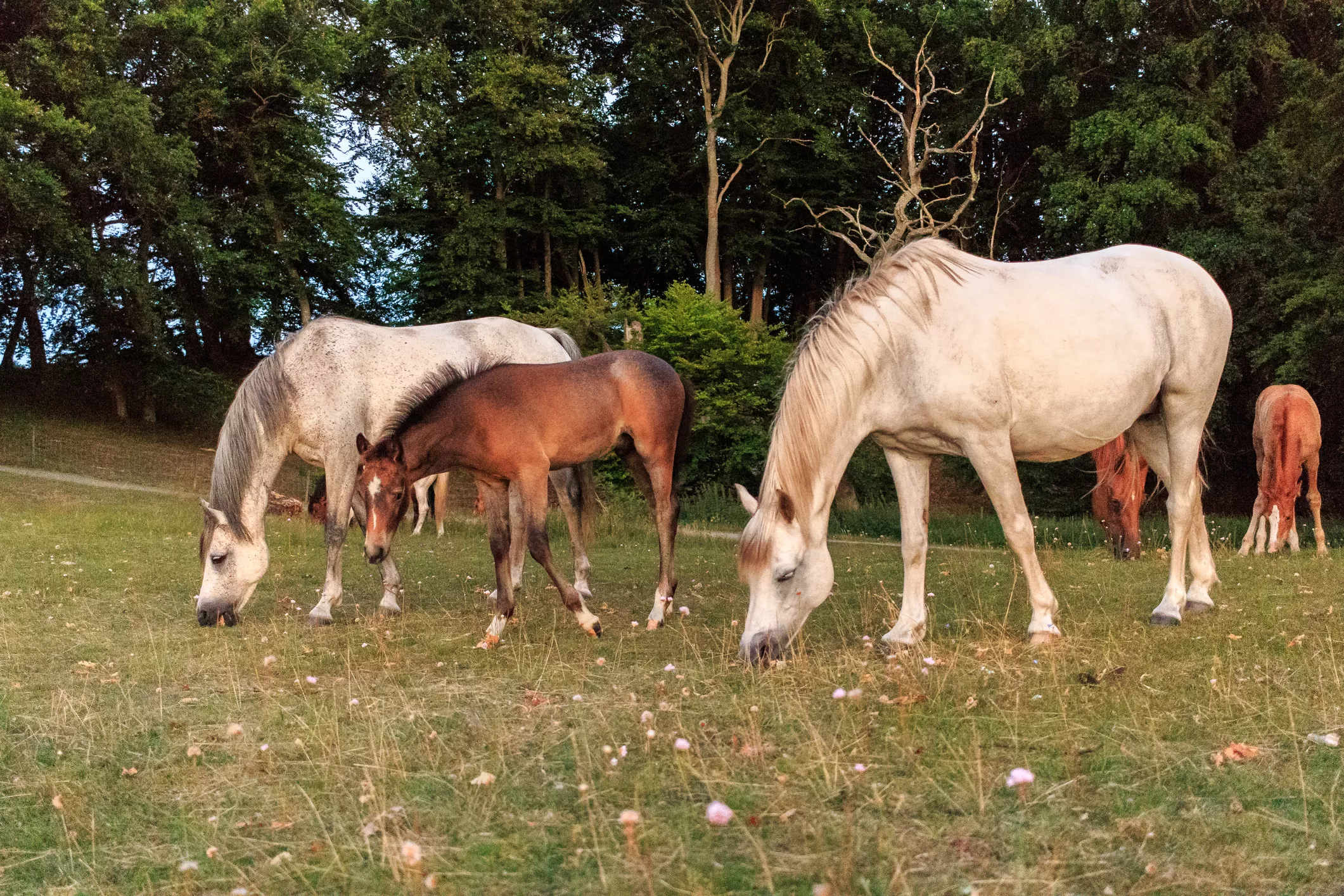 Low angle view of horses and foals grazing on grass