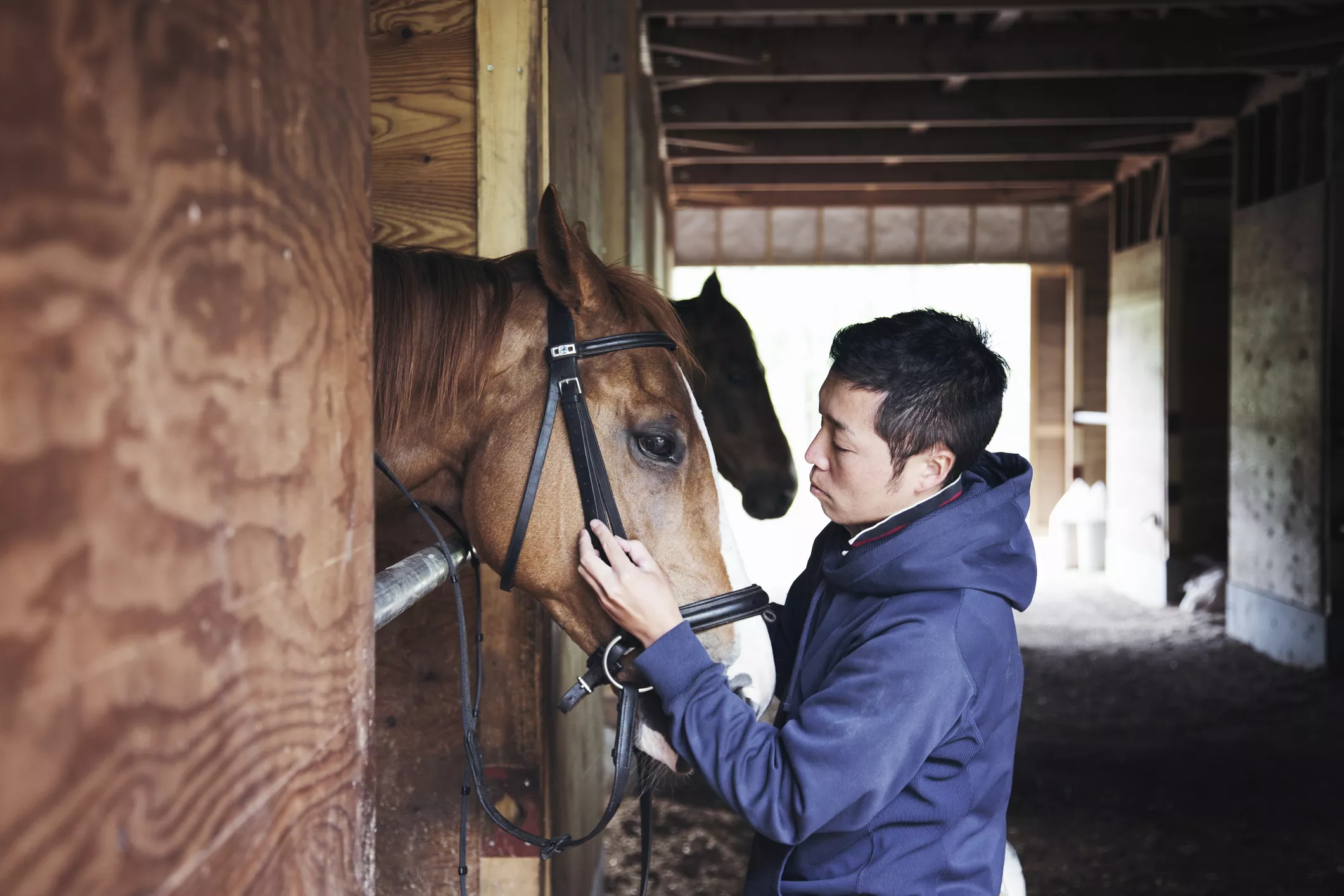 Man working in a horse stable