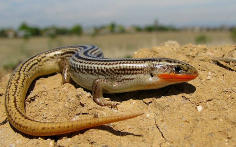 Lizards in Utah