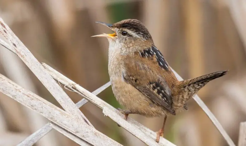 Wrens in Michigan
