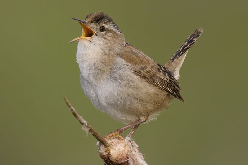 marsh-wren-cistothorus-palustris-800x533-1-2 Wrens in California