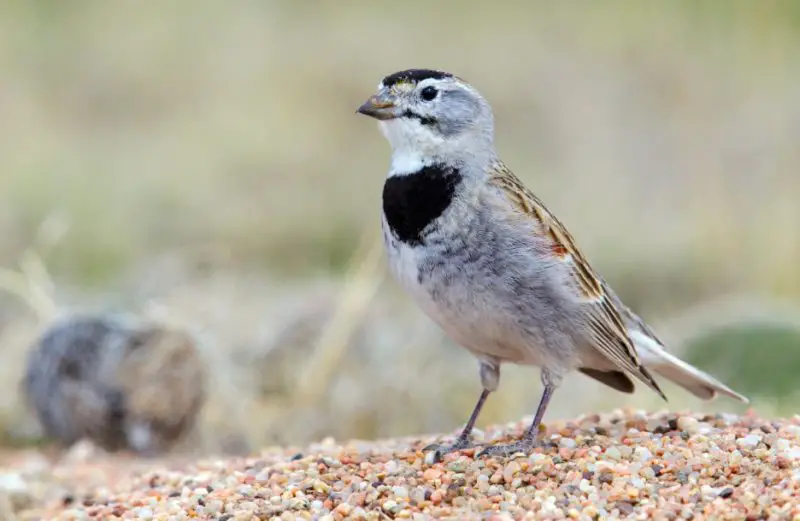 mccowns-longspur-800x521-1 Sparrows in Texas