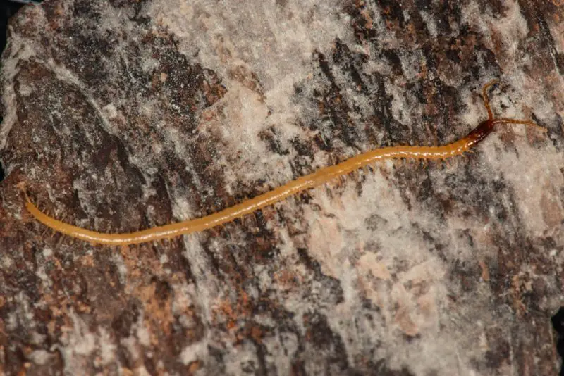 mecistocephalus-maxillaris-800x534-1 Centipedes in Hawaii