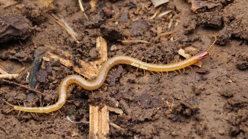 Centipedes in Texas
