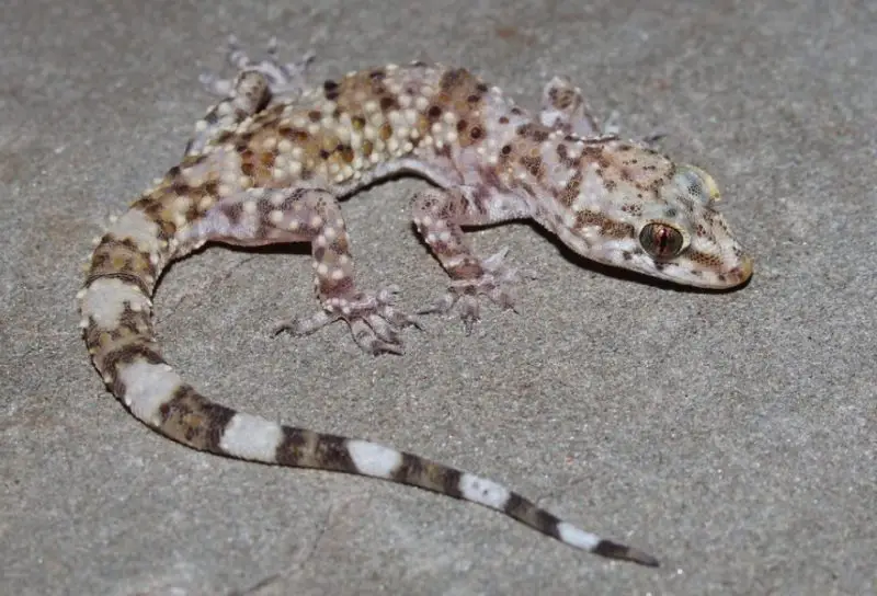 Lizards in Georgia