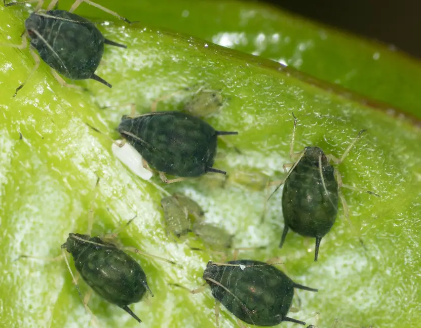 Black Aphids