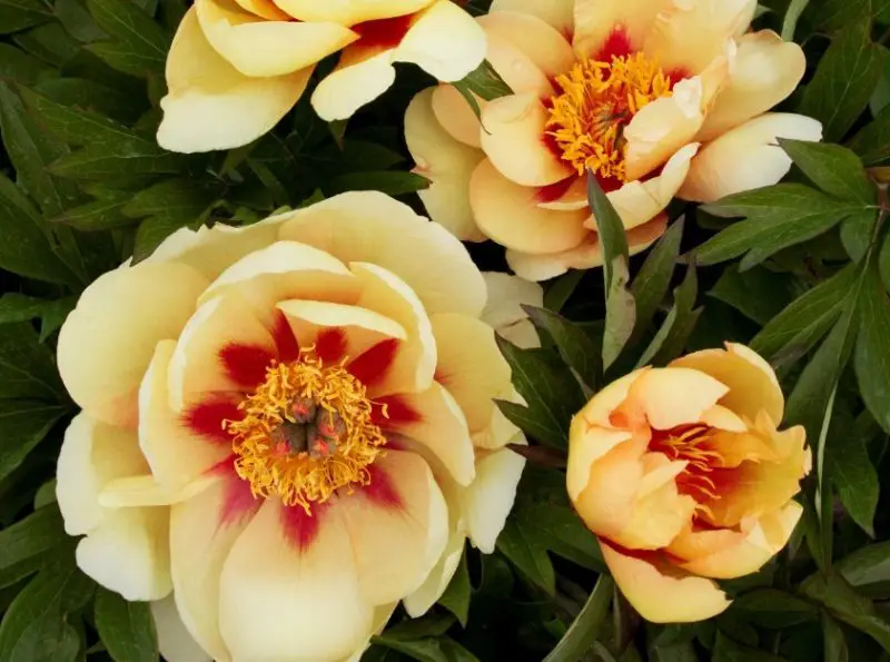 misaka-1-800x595-1 Yellow Peonies