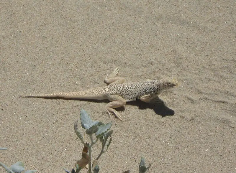 Lizards in Utah