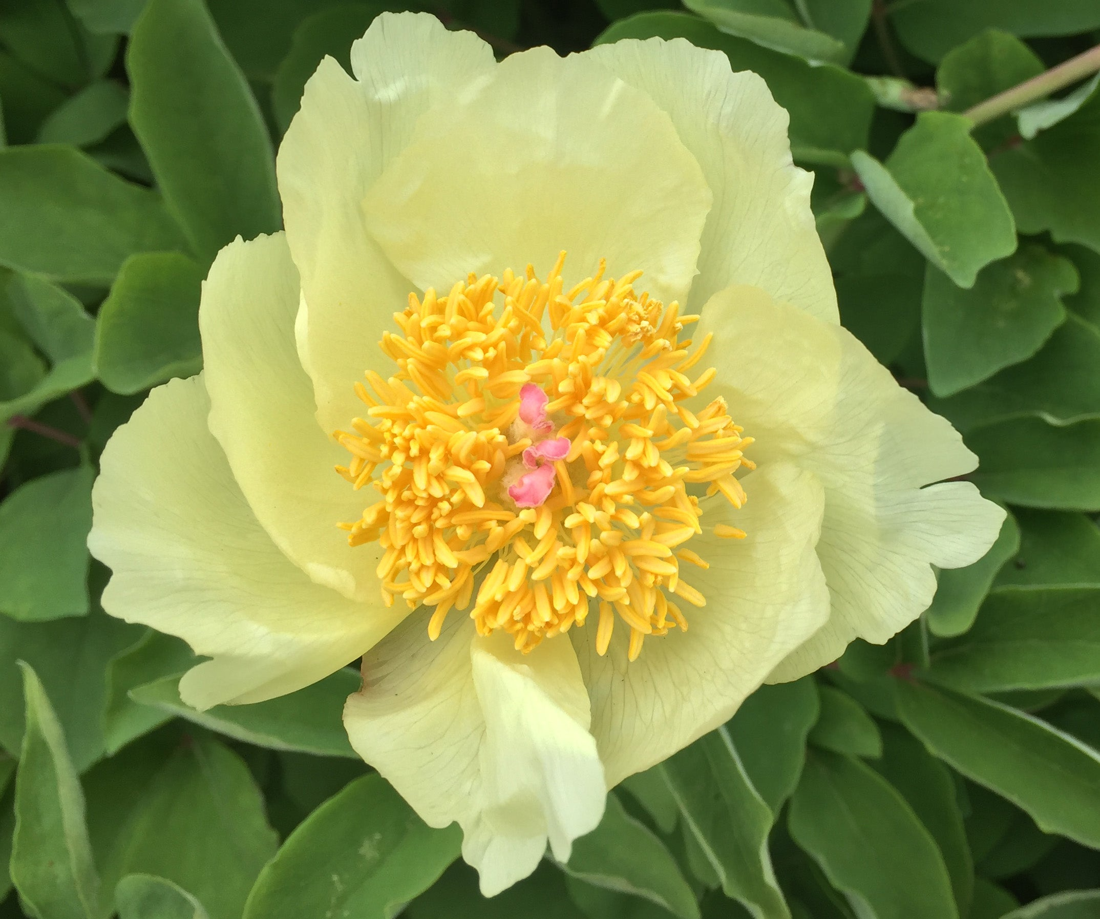 molly-the-witch Yellow Peonies