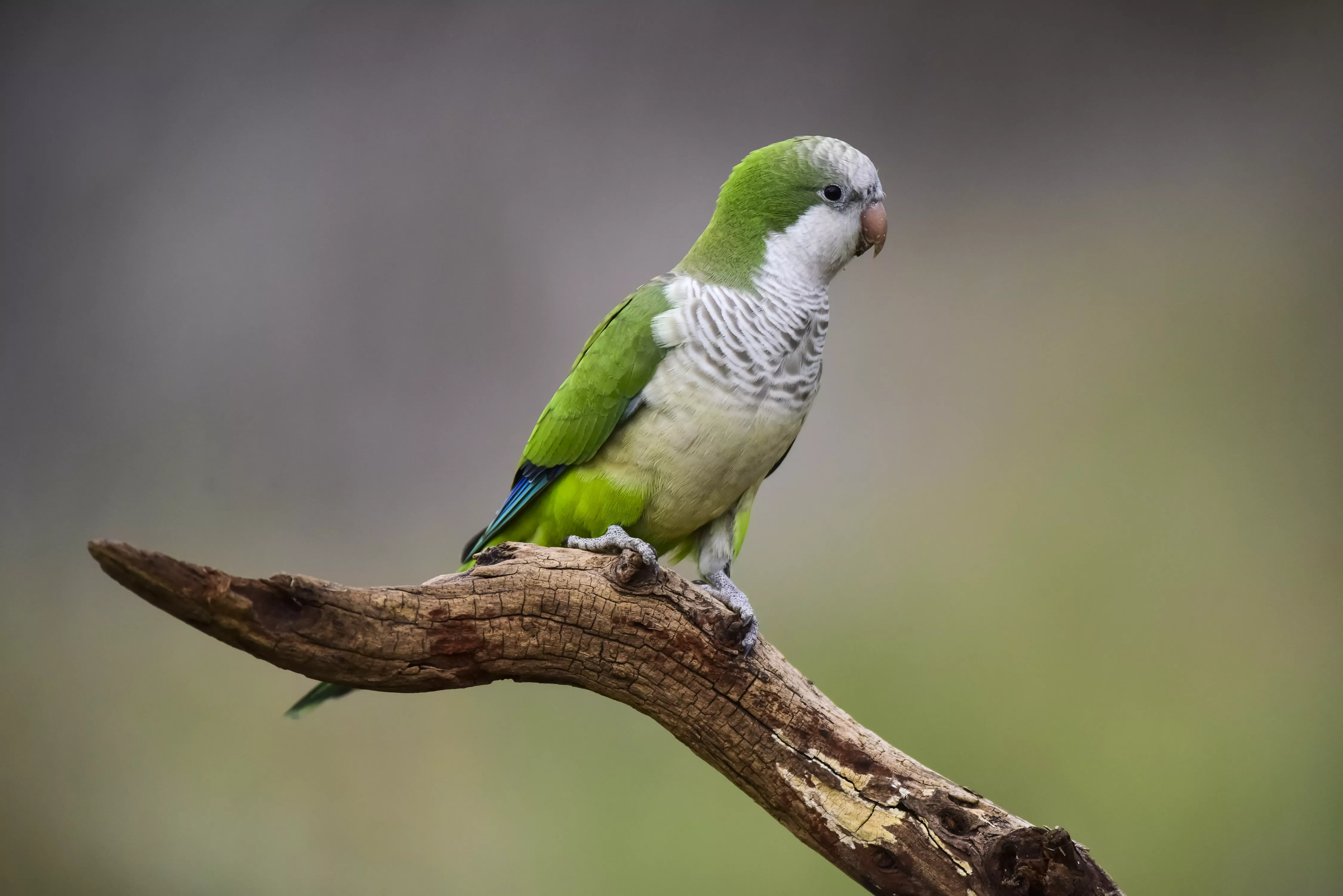 MONK PARAKEET EATING WILD FRUITS