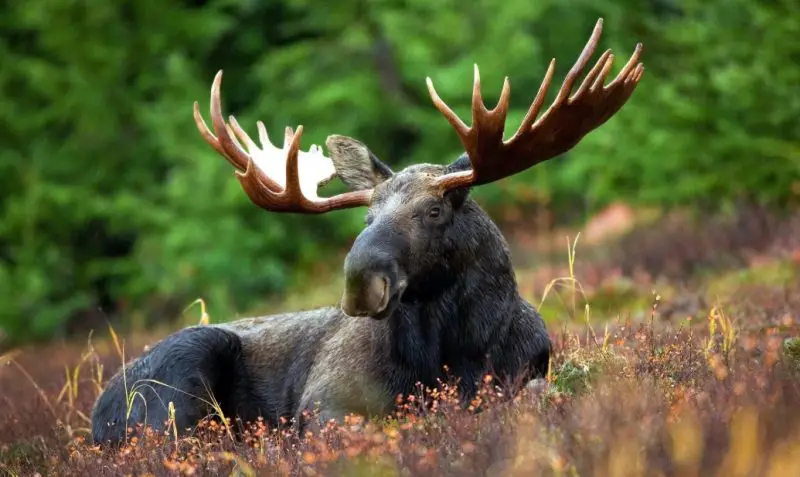 Moose in Maine