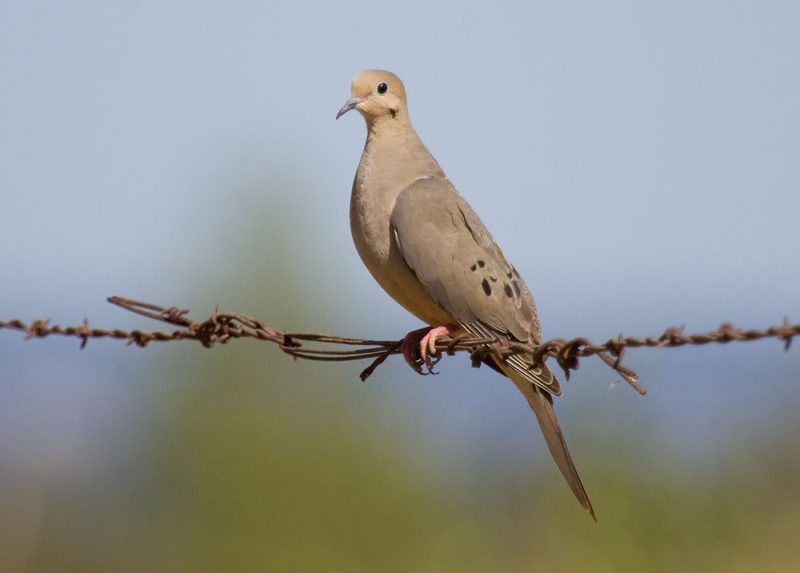 mourning-dove-zenaida-macroura-800x573-1 Common Birds in Oklahoma