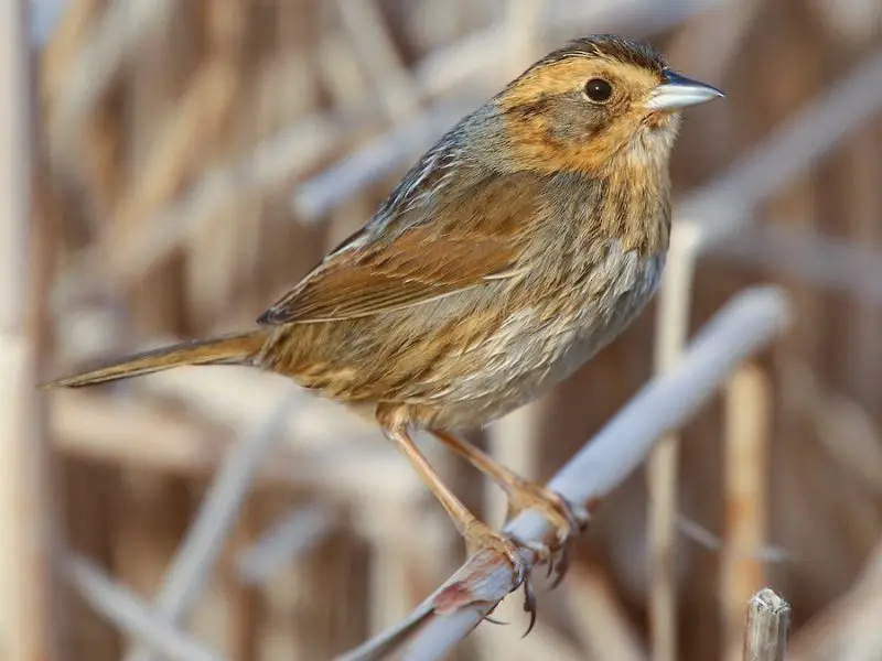 nelsons-sparrow-ammospiza-nelsoni-800x600-1 Sparrows in Texas