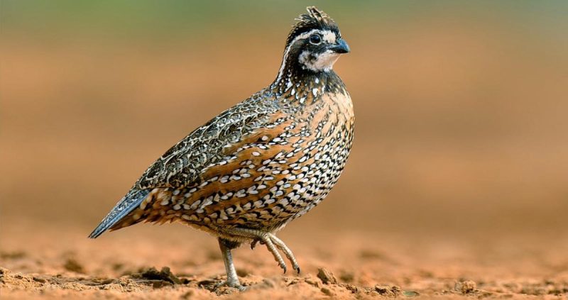 Quail in Kansas