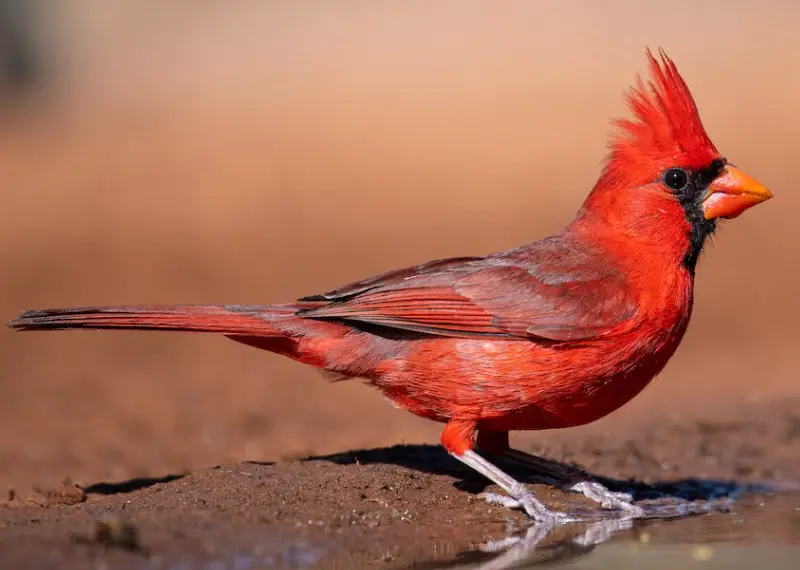 Common Birds in Pennsylvania