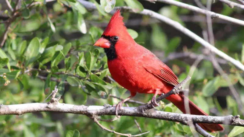 Types of Cardinals in Hawaii