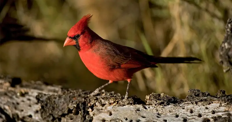 Cardinals in Arizona