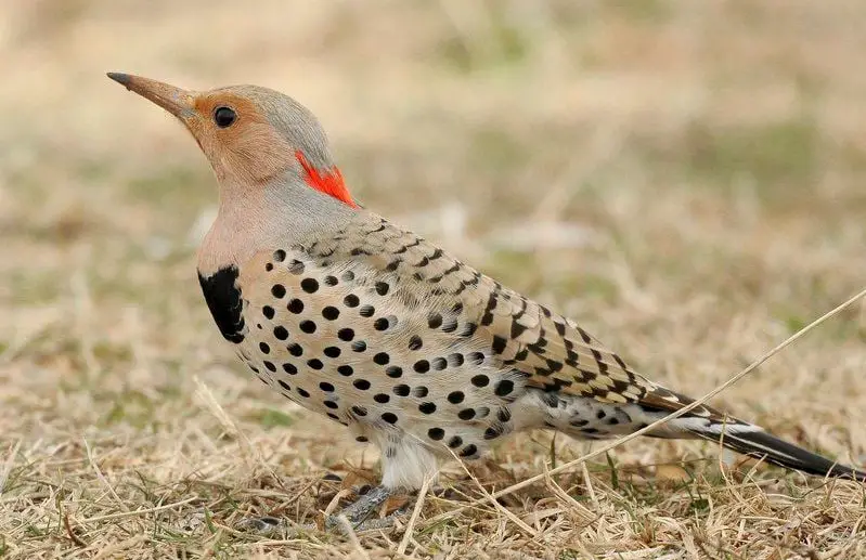 Woodpeckers in Indiana