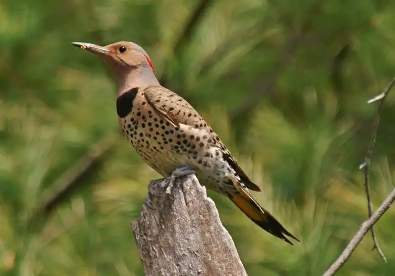 Common Birds in Pennsylvania
