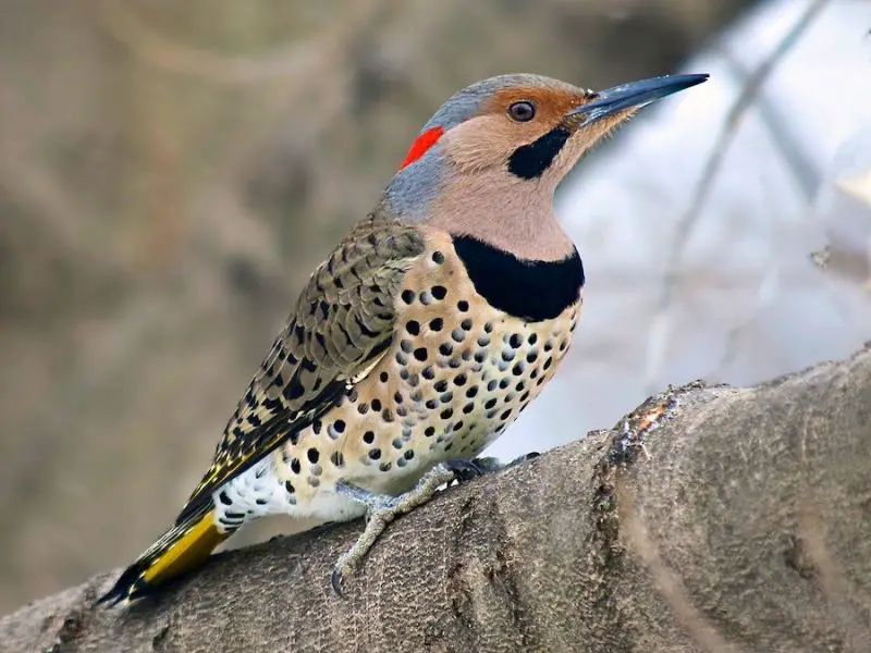 Woodpeckers in Montana