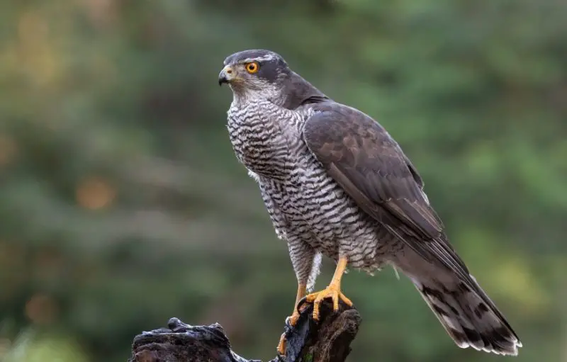 northern-goshawk-accipiter-gentilis-800x511-1-1 Hawks in Ohio