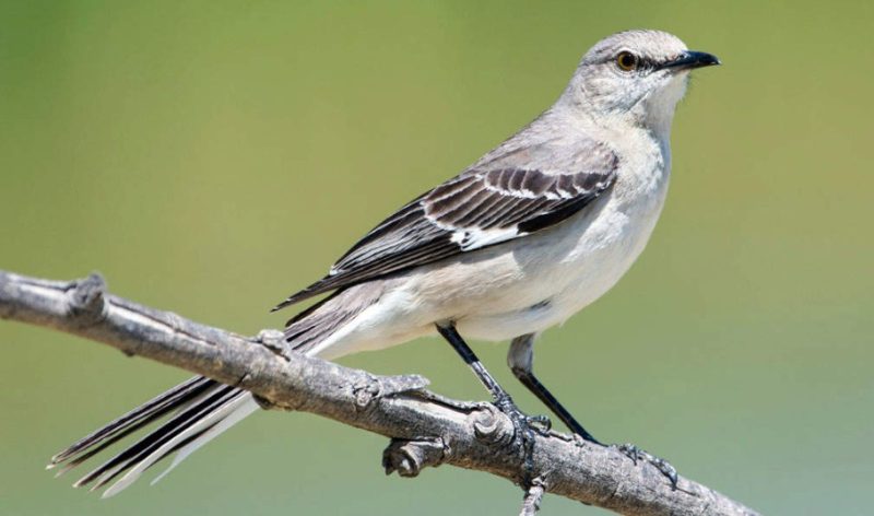Common Birds in Pennsylvania
